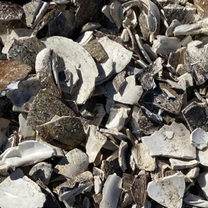 Crushed Shells