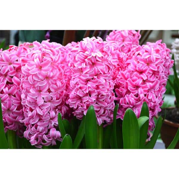Hyacinth-Pink- HANDS GARDEN CENTER