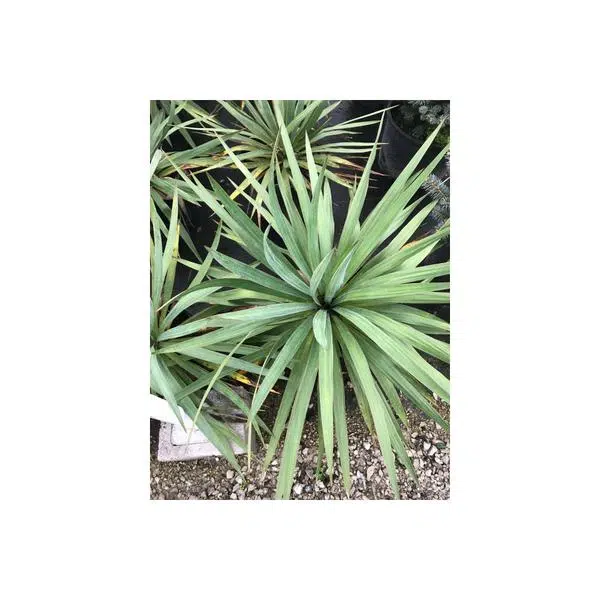 soft leaf yucca - HANDS GARDEN CENTER