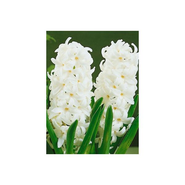 white hyacinth - HANDS GARDEN CENTER