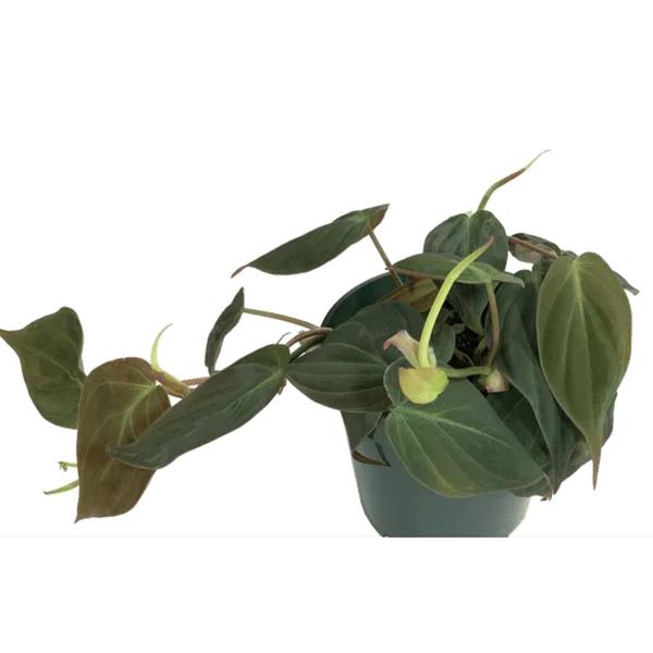 6in philodendron micans - HANDS GARDEN CENTER