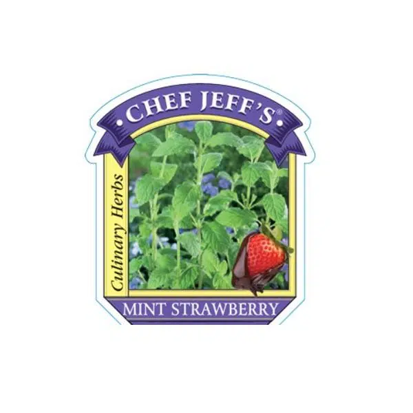 strawberry mint - HANDS GARDEN CENTER