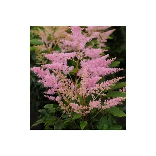 ASTILBE YOUNIQUE SILVERY PINK - HANDS GARDEN CENTER