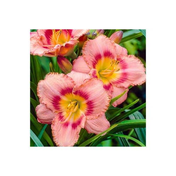 Daylily Strawberry Candy - Hands Garden Center