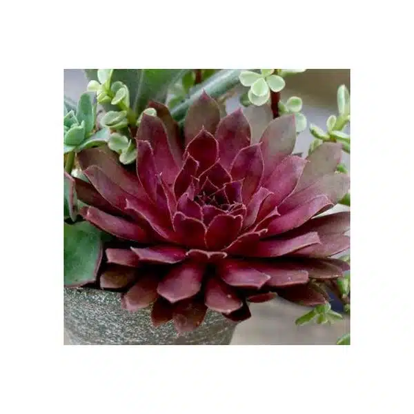 royal ruby sempervivum - hands garden center